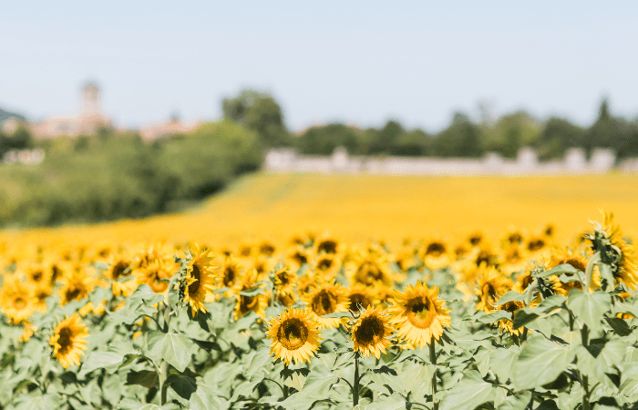 sunflower field in dordogne france