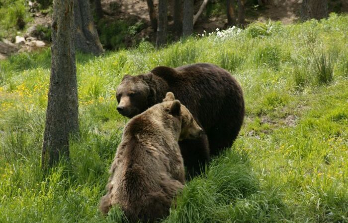 brown bears france