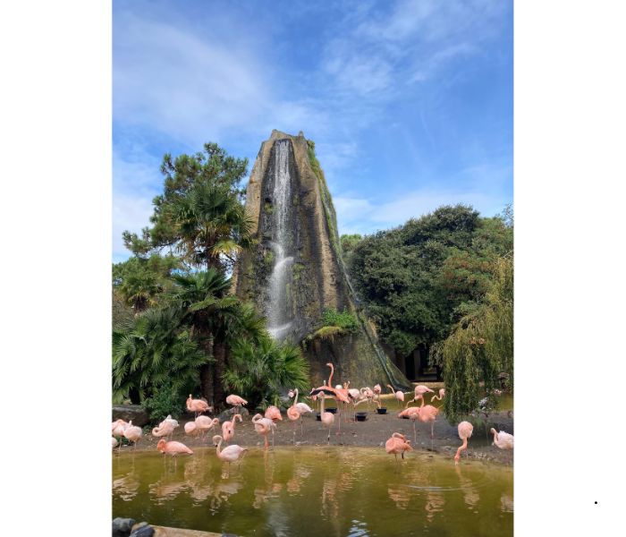 la palmyre zoo flamingo enclosure